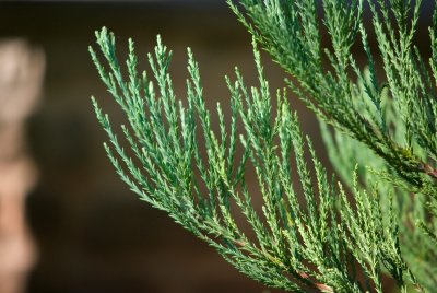 Sequoiadendron giganteum 'Bultnick Yellow' - sekvojovec obrovský - jehlice